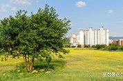 포천동 ‘왕방공원’ 유채꽃 만개…도심 속 제주 풍경 완성