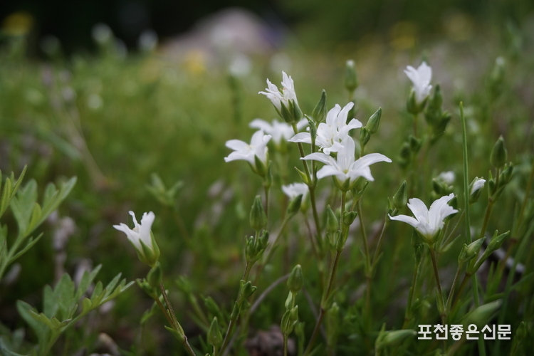 너도개미자리. (사진=국립수목원 제공)