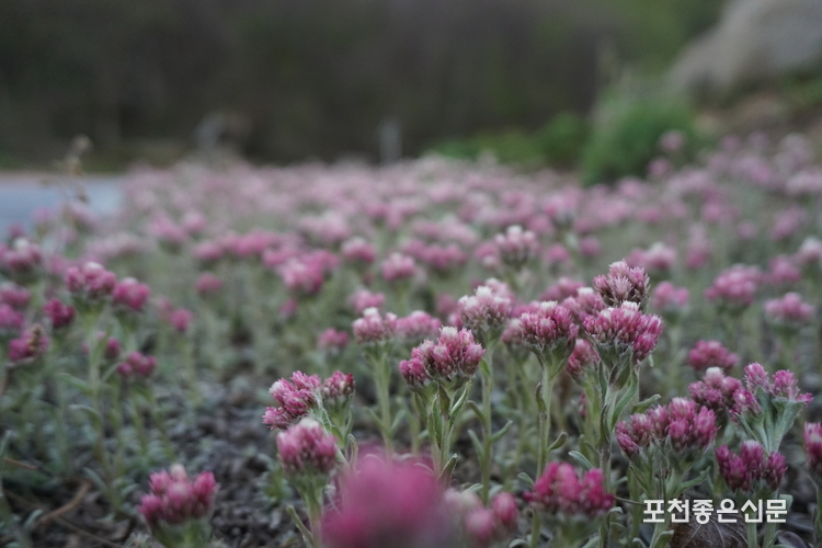 백두산떡쑥. (사진=국립수목원 제공)