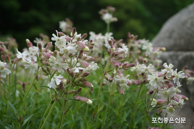 오랑캐장구채. (사진=국립수목원 제공)