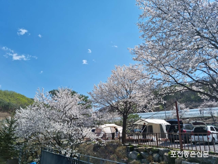 벚꽃이 만개한 봄날의 캠핑장 모습. 사시사철 계절에 따라 천태만상으로 변하는 캠핑장의 모습이 아름답다. 