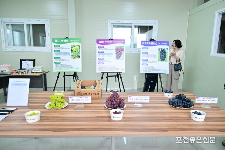 평가회에서 선보인 신품종은 ‘루비 스위트’, ‘골드 스위트’, ‘비케이 씨들리스’ 3품종으로, 모두 씨가 없고 당도가 높은 것이 특징이다.