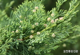 국립수목원, 10월의 정원식물로 ‘눈향나무’ 선정