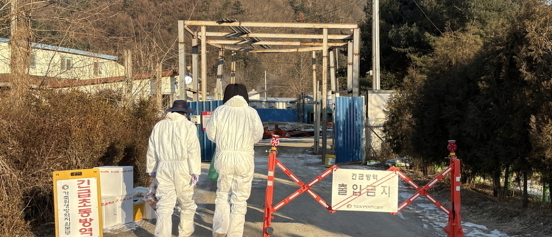 관인읍 돼지 농가에서 아프리카돼지열병 확진