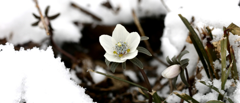 국립수목원, ‘변산바람꽃’ 개화 소식 전해
