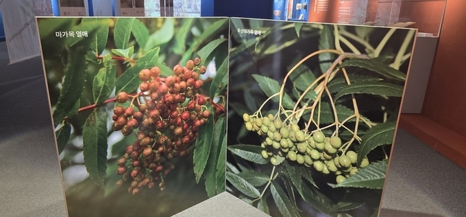 국립수목원, 마가목 묘목 증정 이벤트 4월 30일까지 연장